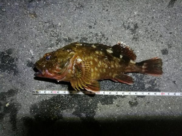 雨天後の南港カモメ大橋のヘチ釣行 （キビレ34cm他釣果ギリギリ有りマスｗ）