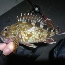 南港フェリーでヘチ釣行 （キビレチヌ（33cm他）ガシラ釣果）