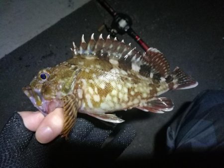 南港フェリーでヘチ釣行 （キビレチヌ（33cm他）ガシラ釣果）