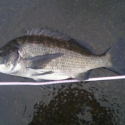 落とし込みで47センチのチヌ