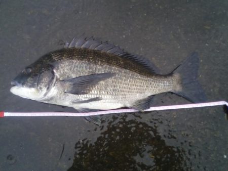 落とし込みで47センチのチヌ