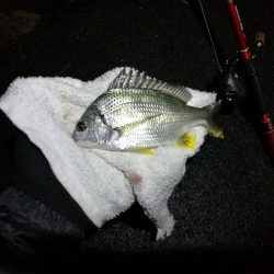 南港カモメ大橋のヘチ釣行 (小キビレ、黒メバル25cm釣果他有り!)