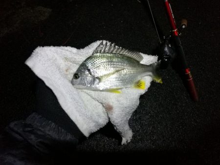 南港カモメ大橋のヘチ釣行 (小キビレ、黒メバル25cm釣果他有り!)