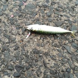 アジングに出掛けるも