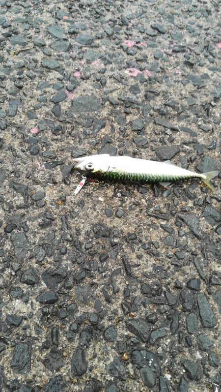 アジングに出掛けるも