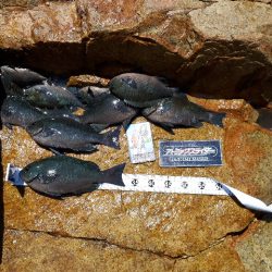 仲間内のゆかいな大会