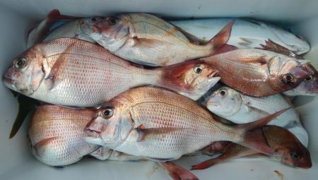 第二美丸　マダイ完全ふかせ