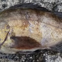 デイメバリング❗️