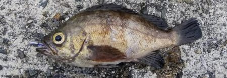 デイメバリング❗️