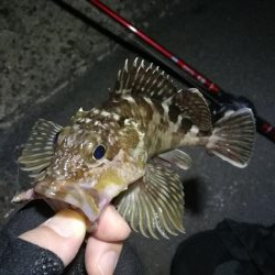 南港カモメ大橋のヘチ釣行 （キビレ30cm、ガシラ釣果）