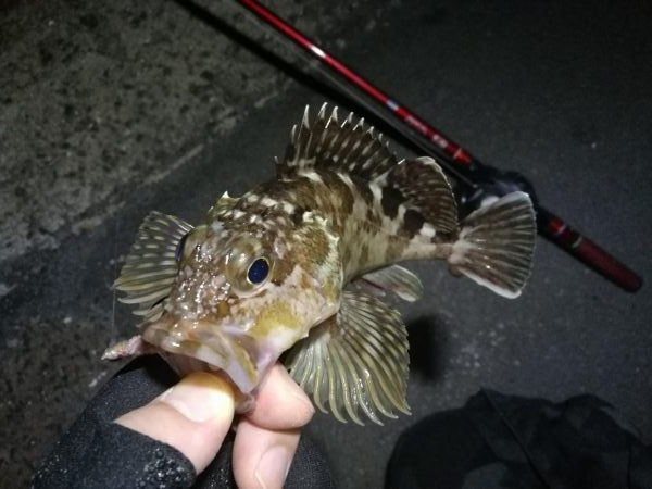 南港カモメ大橋のヘチ釣行 （キビレ30cm、ガシラ釣果）