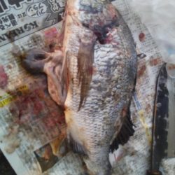 落とし込みでおすすめのイガイ