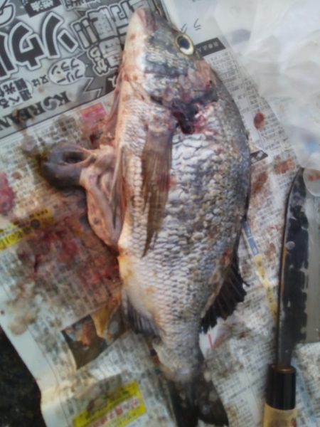 落とし込みでおすすめのイガイ