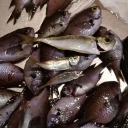 夕まずめを狙って