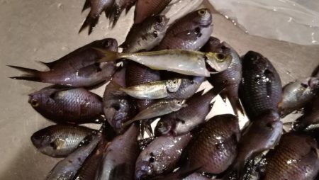 夕まずめを狙って