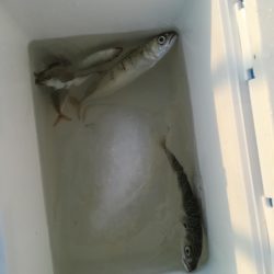 プルプルブルブル