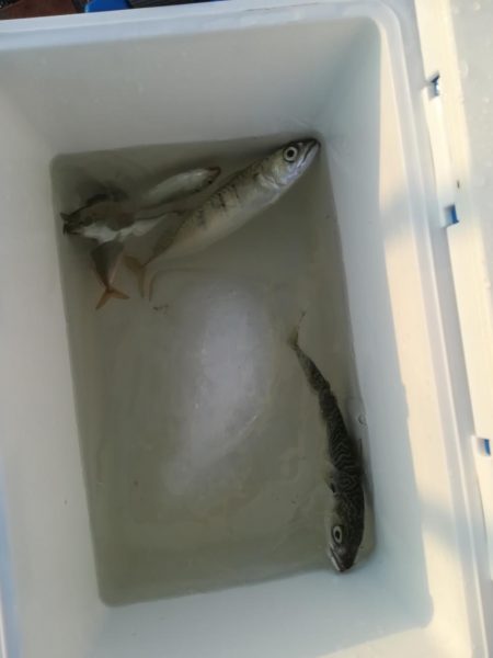 プルプルブルブル