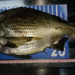 穴釣りとメバリング