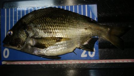 穴釣りとメバリング