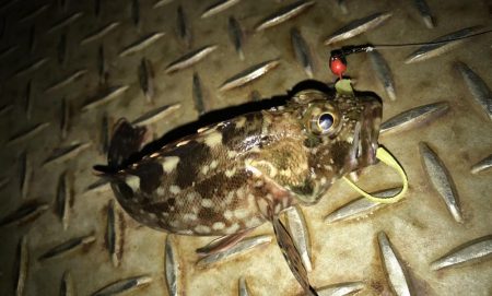 癒やしのガッシー入れ食い(^^)