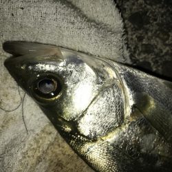 青流しでもガッシー