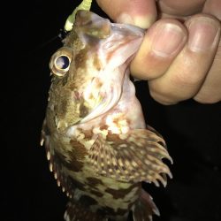 寄り道ガッシー