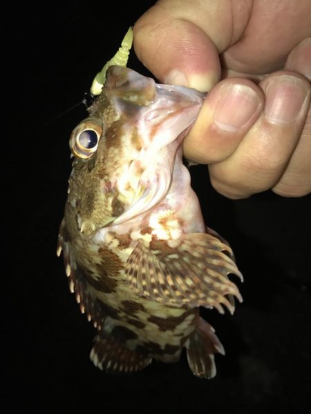 寄り道ガッシー