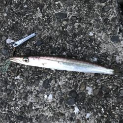 アジングしても結局ガッシー