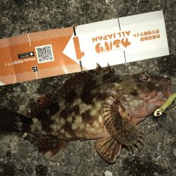 イワシの下にはソゲがいた！