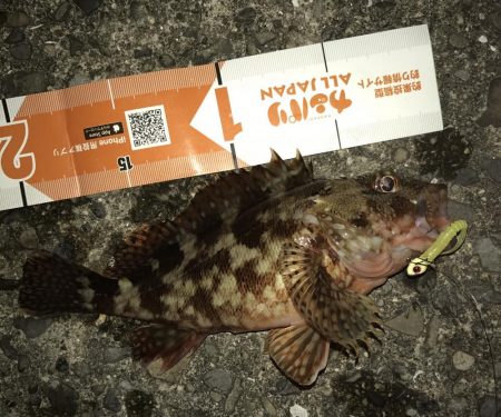 イワシの下にはソゲがいた！