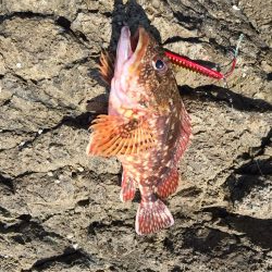 親アオリ狙いが・・・