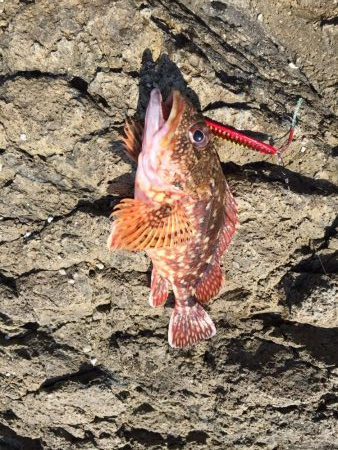 親アオリ狙いが・・・