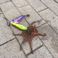 タコ釣れ始めました