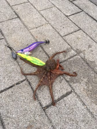 タコ釣れ始めました