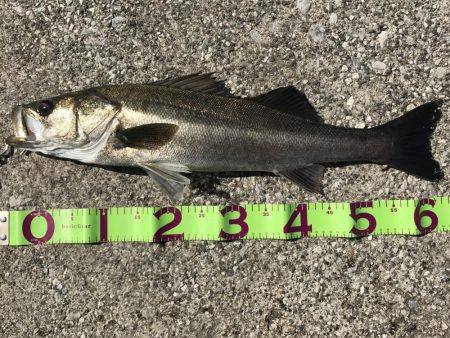 貝塚人工島にて