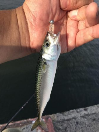 泉大津の砂上げ場。