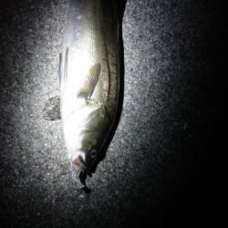 めばる＆しーばす