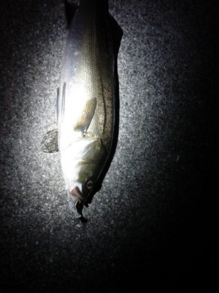 めばる＆しーばす