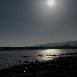 甲子園浜　２日連続　マルチ