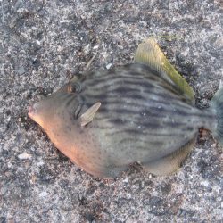 納竿直前にカワハギゲット!