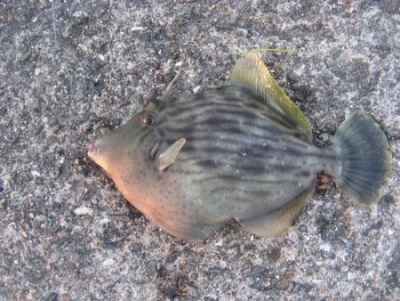 納竿直前にカワハギゲット！