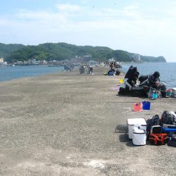 今週も加太港大波止でカワハギ