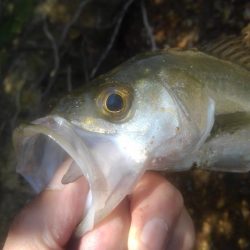 デカイのがいる気がしません(笑)