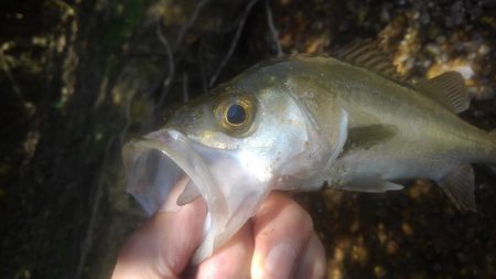 デカイのがいる気がしません(笑)