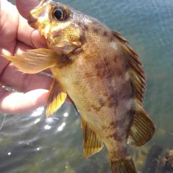 知多半島で根魚釣り