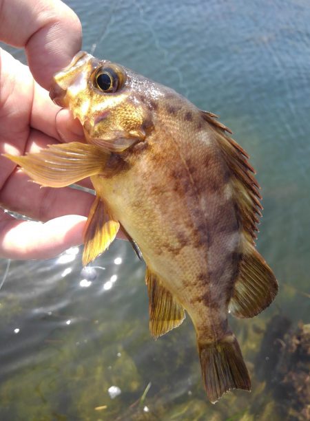 知多半島で根魚釣り