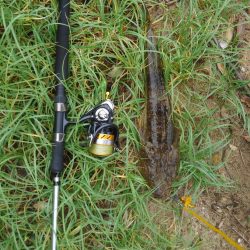 シブイ日でした