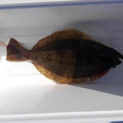 ヒラメ高確率！