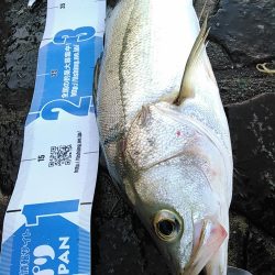 佐鳴湖 シーバス デイゲーム