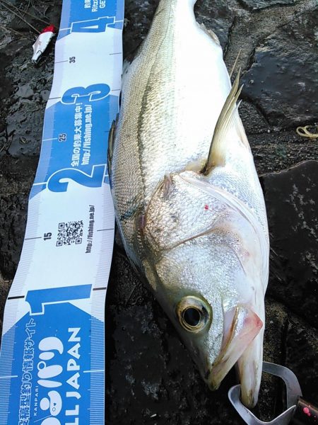 佐鳴湖　シーバス デイゲーム